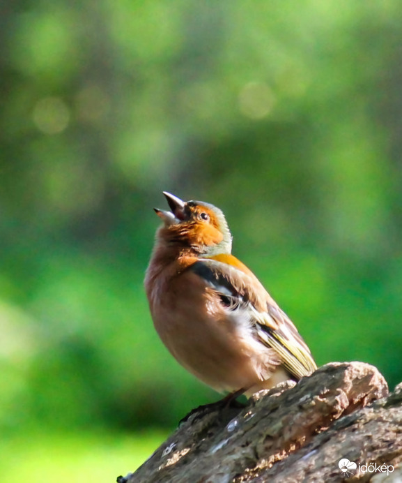 Pintyőke Végre, hogy Tavasz van 