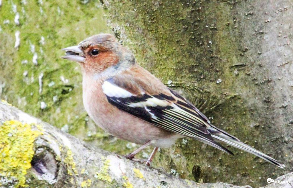 Pintyőke  Ne zavarj, reggelizem!