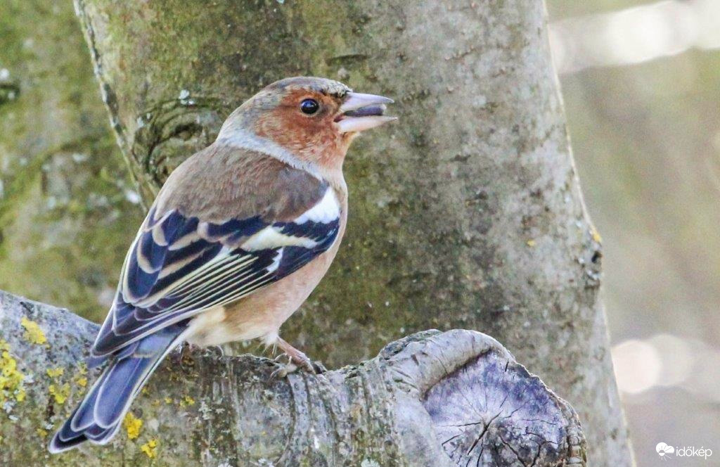 Ne zavarj, reggelizem.(Pintyőke)