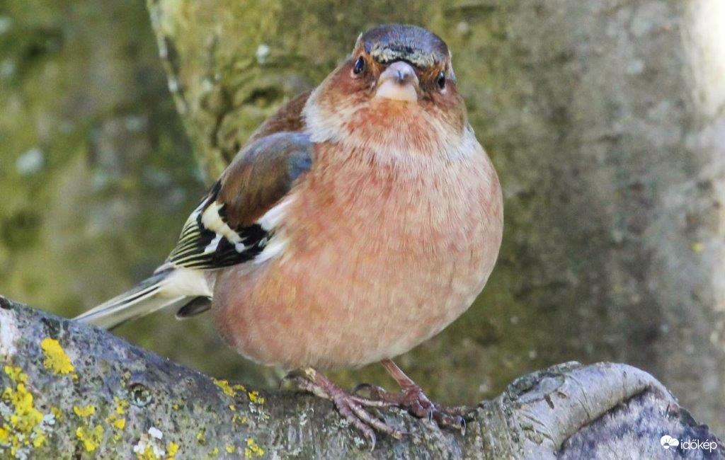 Azt mondod, hogy kövér Pintyőke vagyok?