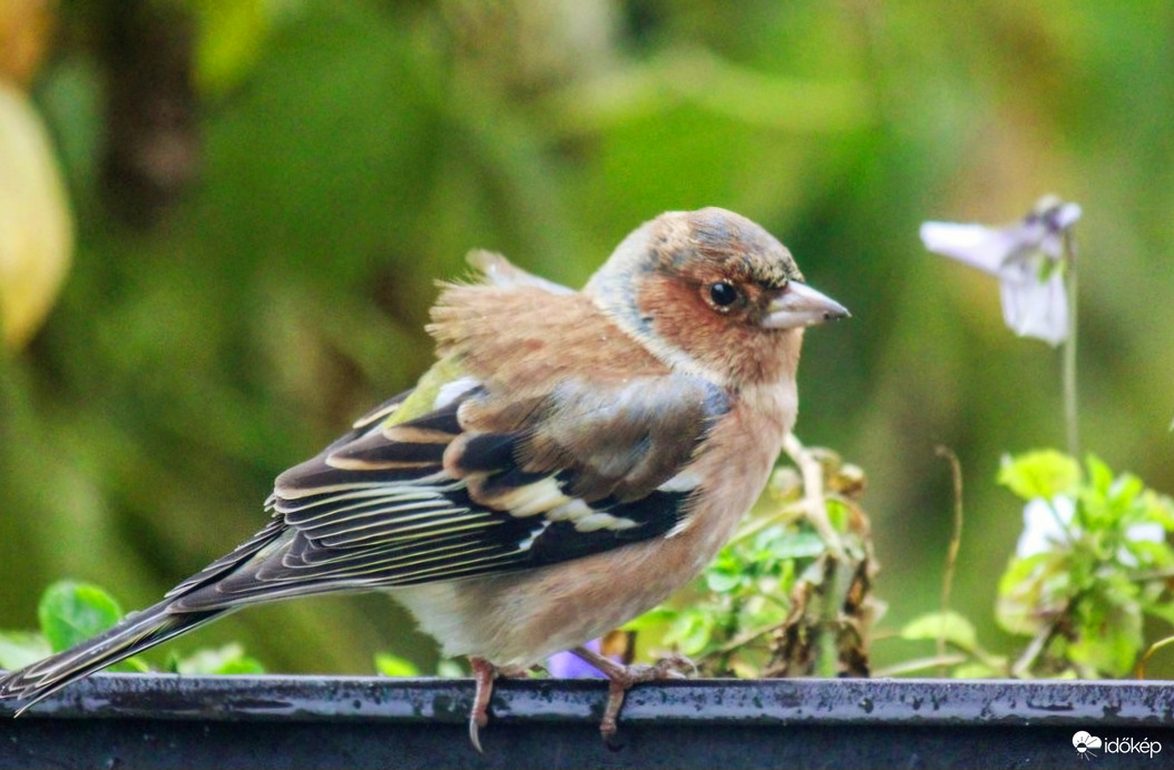 "Hátszeles "Pintyőke. 