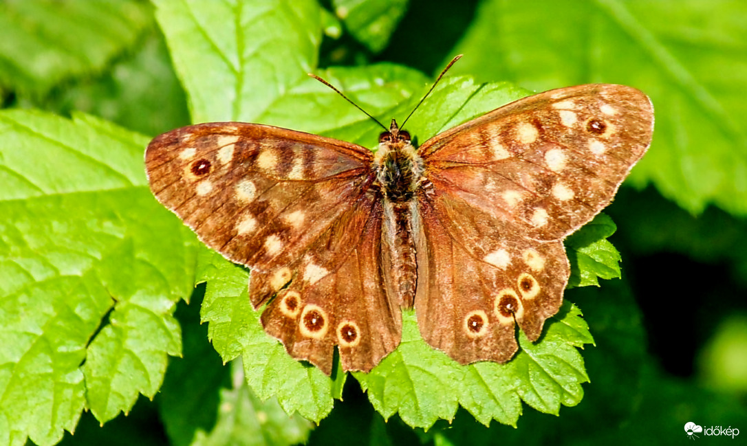 Erdei szemeslepke 