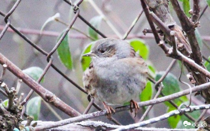Erdei szürkebegy. Sokan Verébnek néznek 
