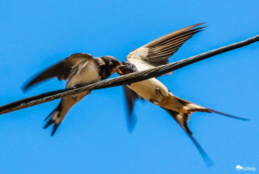 Természet