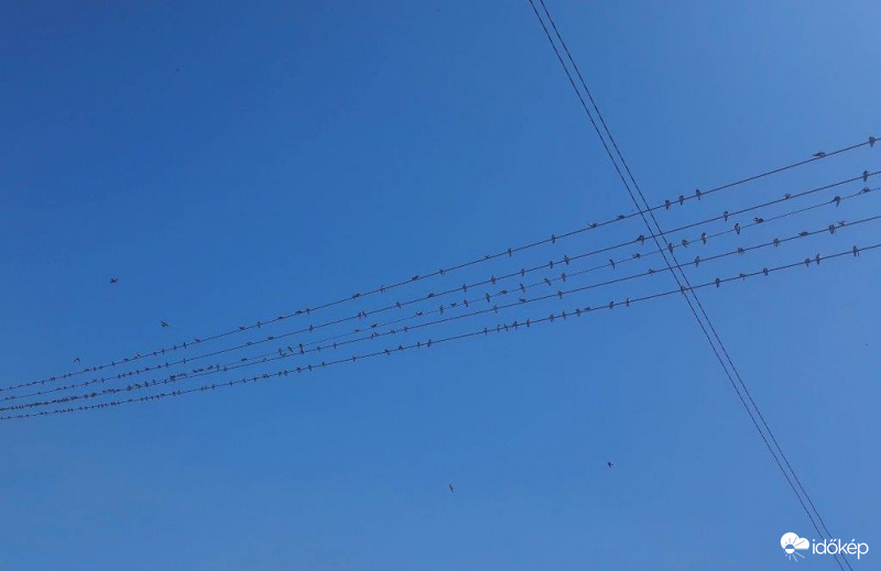 Ma délelőtt készült a gyülekezó fecskékről 