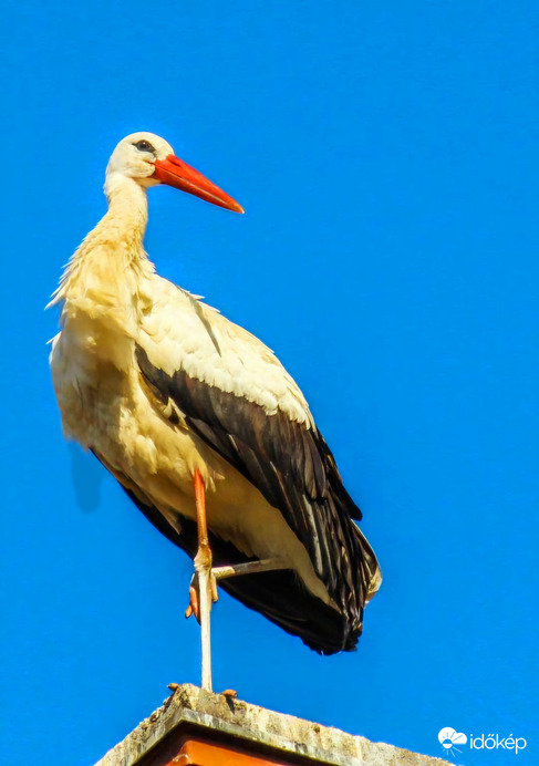 Kedvenc helyem a napsütésben. 