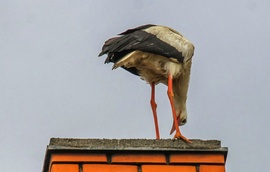 Kukucska 
