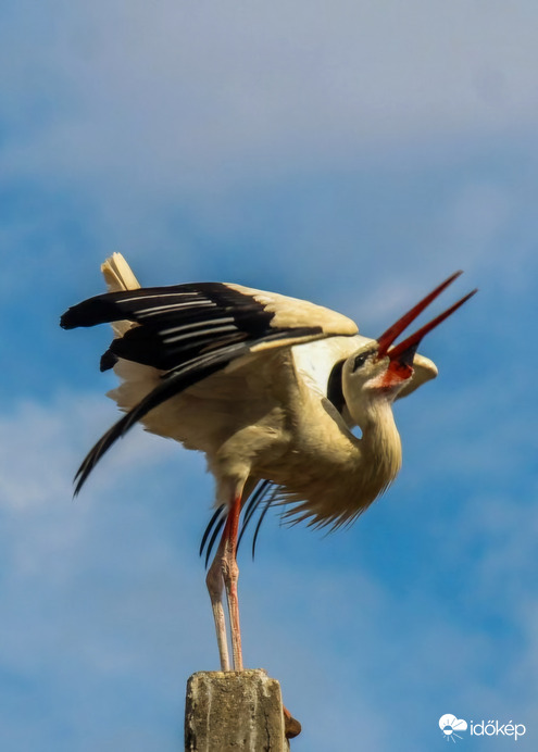 Vidáman kelepelek, jó a kedvem.