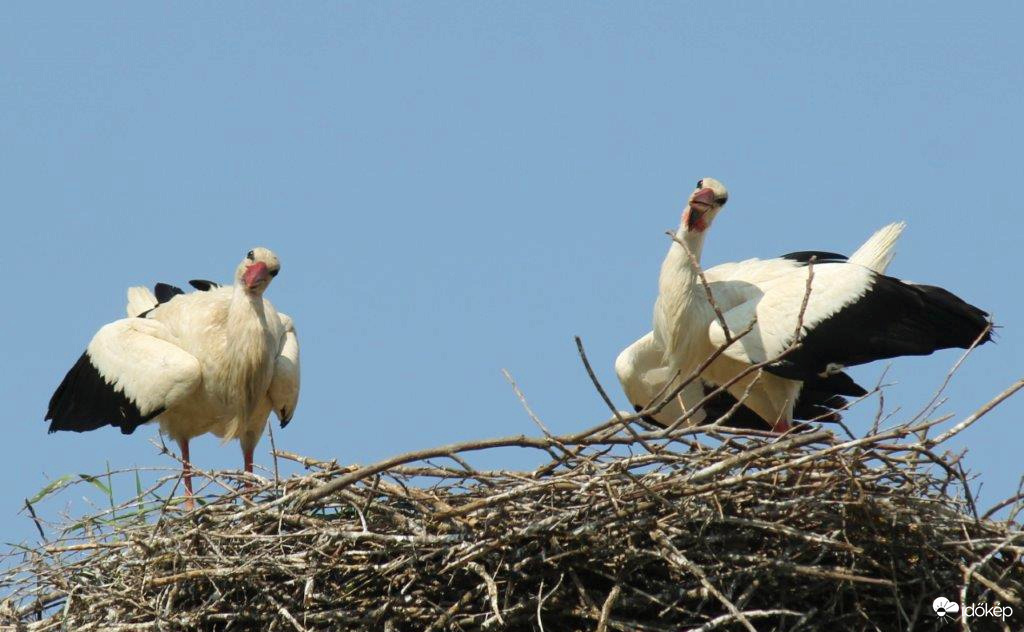 Te is korán keltél?