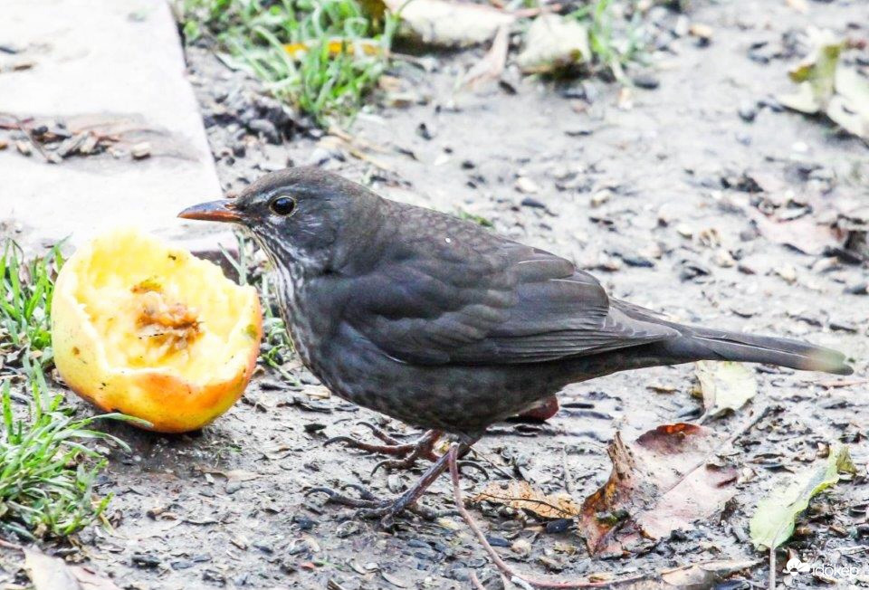 Almát eszem, mert nagyon szeretem 