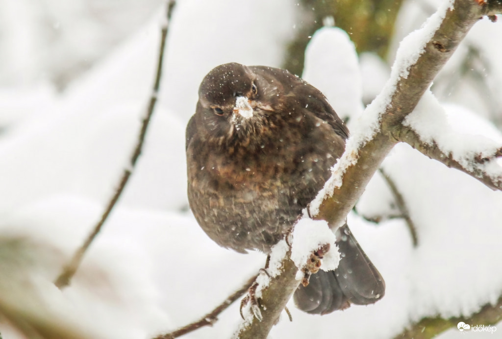 Hóbajszú Fekete rigó 