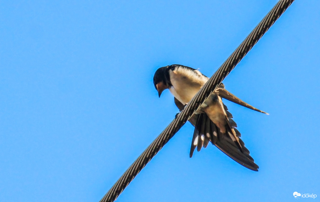 Én még itt vagyok! Füsti fecske. 