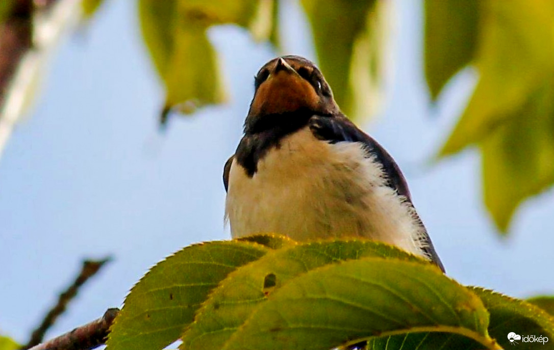 Füsti fecske is az árnyékot keresi 