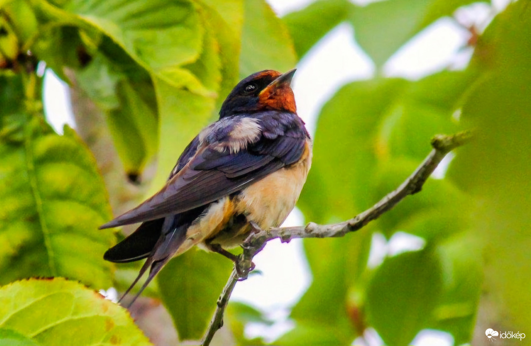 Fiatal Füsti fecske 