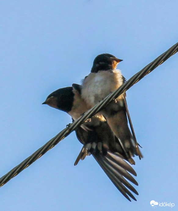 Fiatal Füsti fecskék 