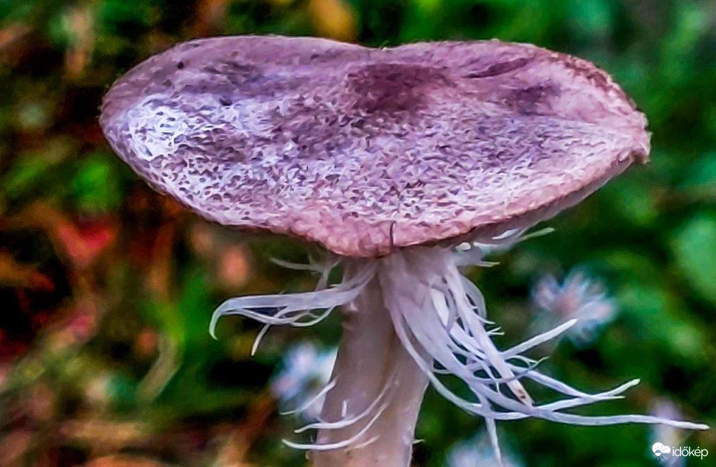 Szakállas gomba (Nem tudom a nevét)