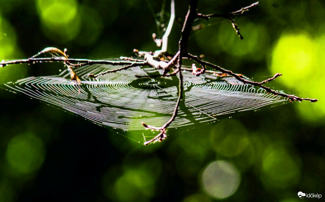 Mostanában senki nem jár arra...
