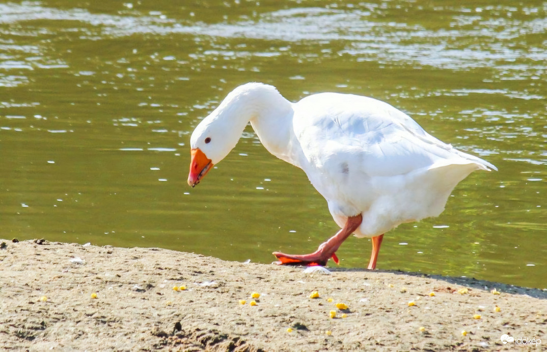 Velem lehet kukoricázni. 