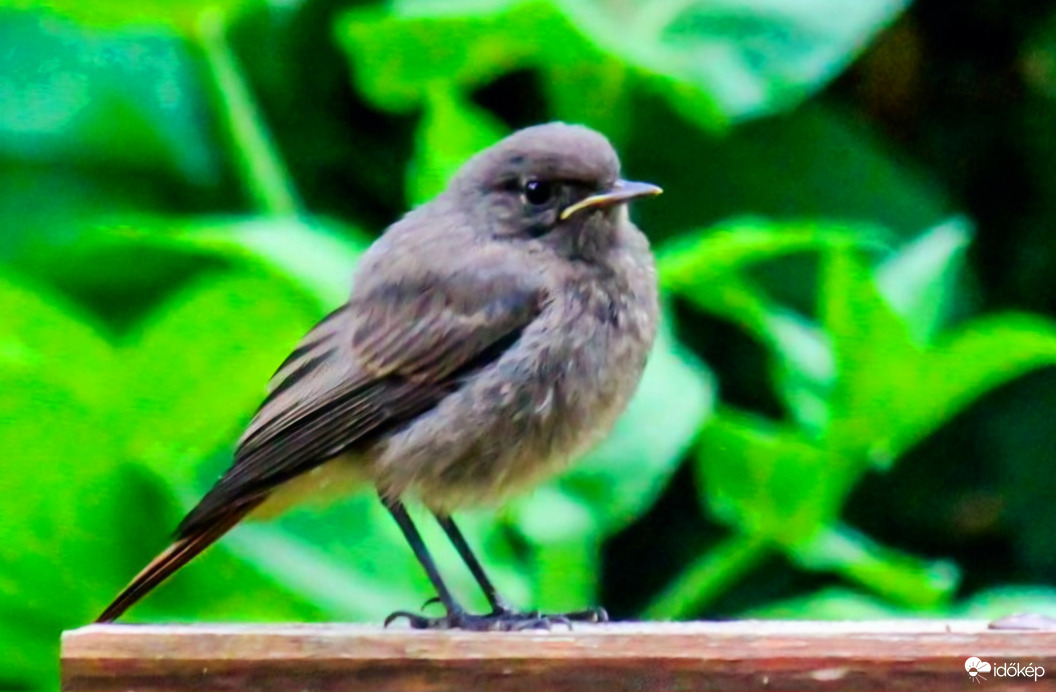 Ifj. Házi rozsdafarkú 