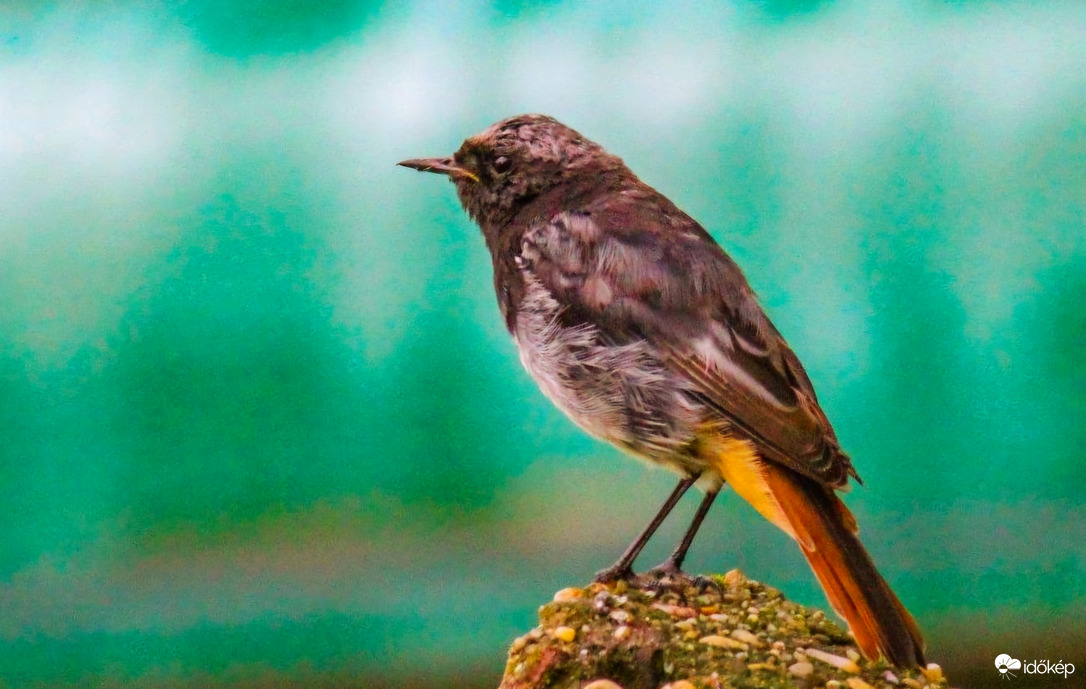 Rozsdás vagyok, nem szégyenlem!