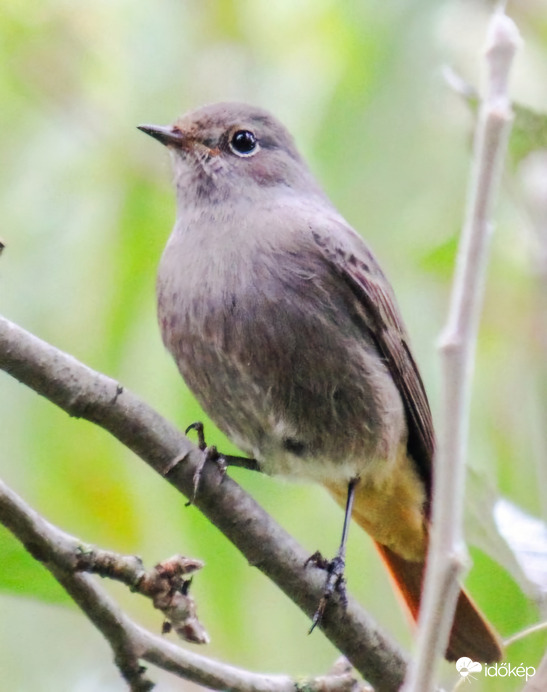 Házi rozsdafarkú reggel. 