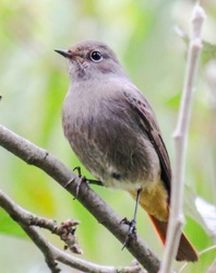 Házi rozsdafarkú reggel. 