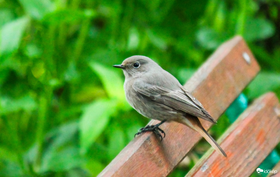 Rozsdika. Elvonulok, Tavasszal találkozunk!