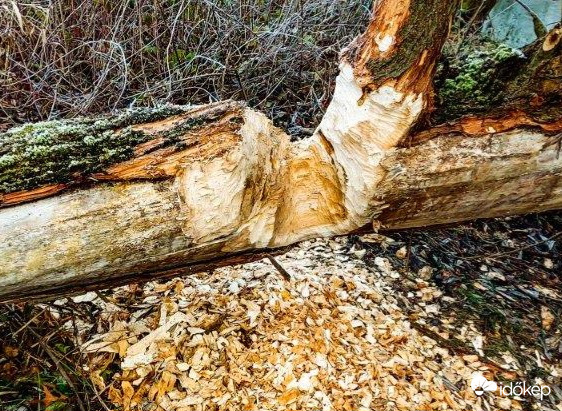 Faszobrászat "Hód módra "