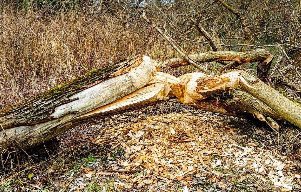 A fa nem, csak a Hód védett. 