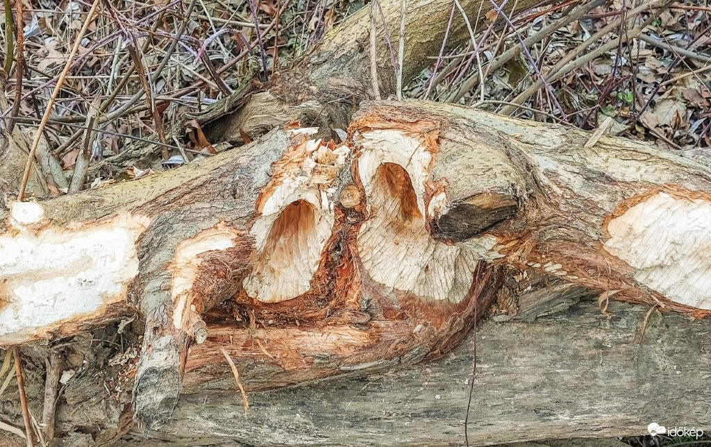 Faszobrász. A Hód alkotása. 