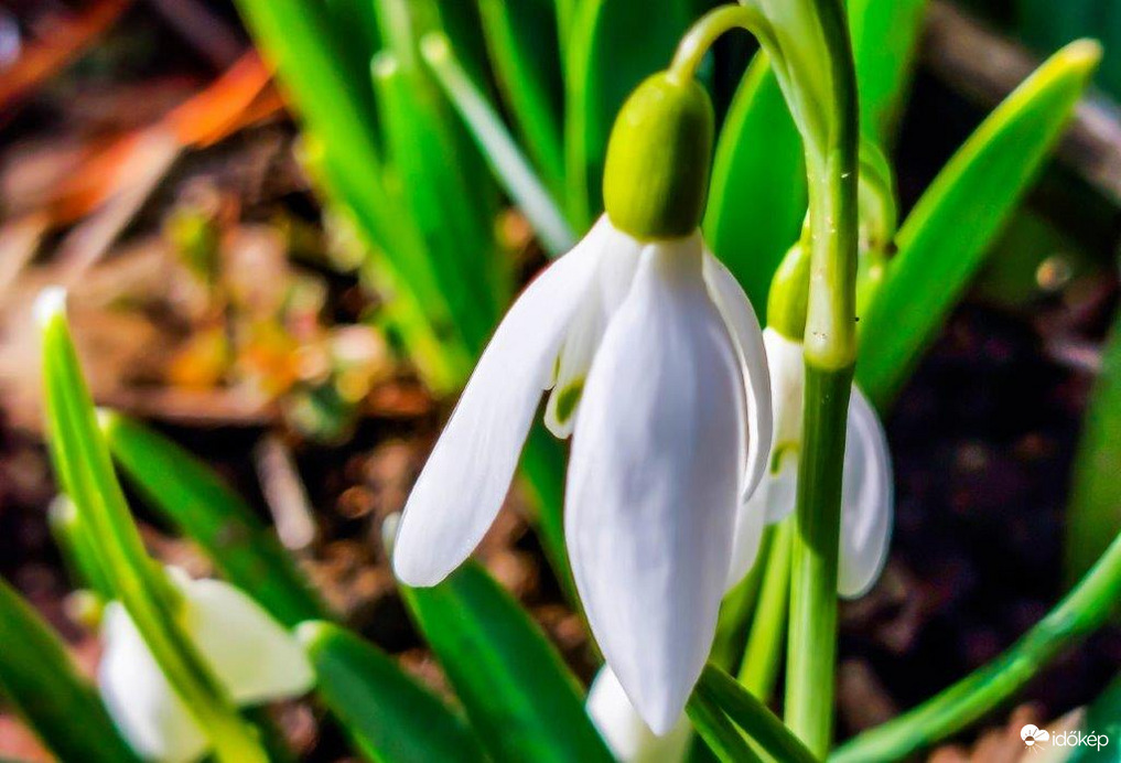 Mindig az első a legszebb 