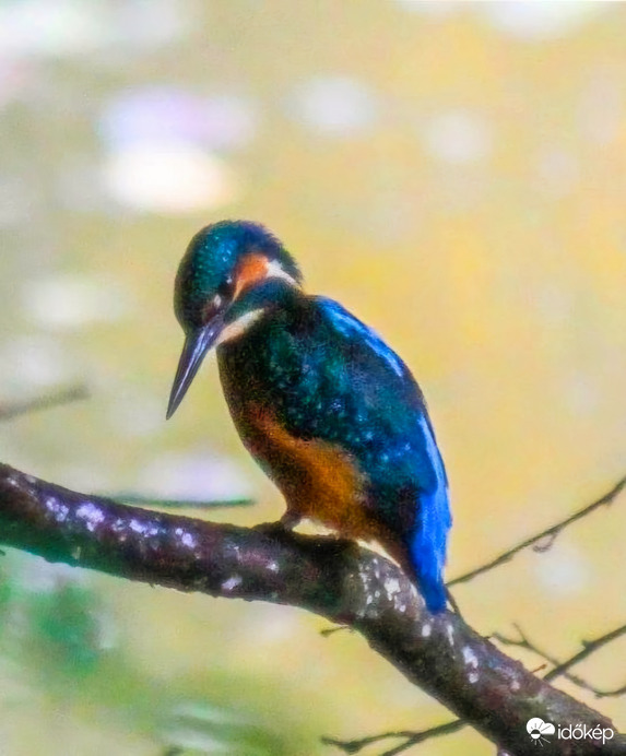 Várom a reggelimet.