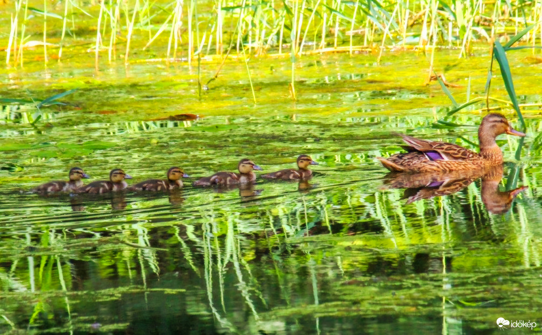 Gyertek utánnam kacsasorba 
