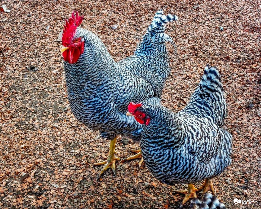 Kukori és Kotkoda egymásra találtak a Házasság hetén 