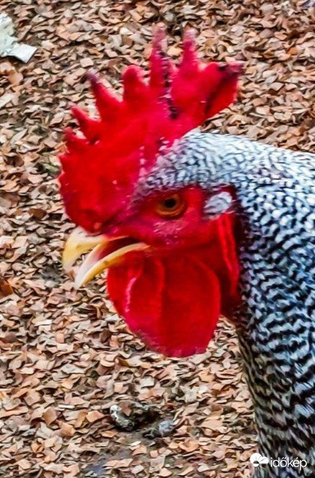 Csípem a portré fotósokat!