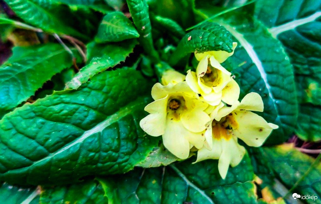 Virágzik a Tavaszi kankalin 