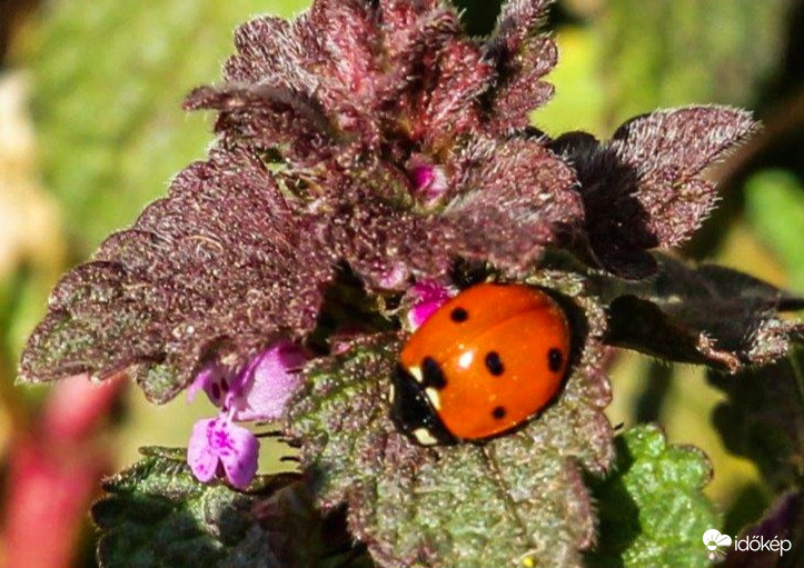 Hétpettyes katicabogár 