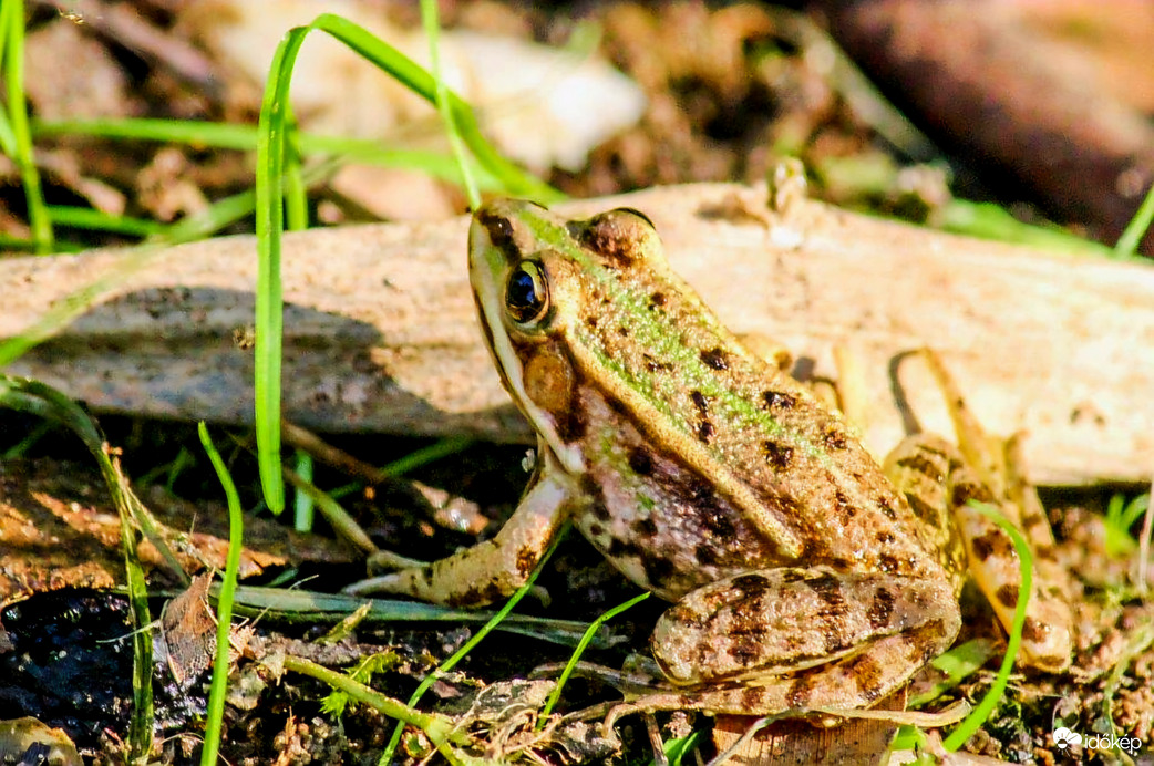 Csak a hátamat süttetem. 