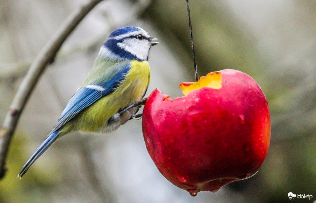 Eső után itató lett az almából 