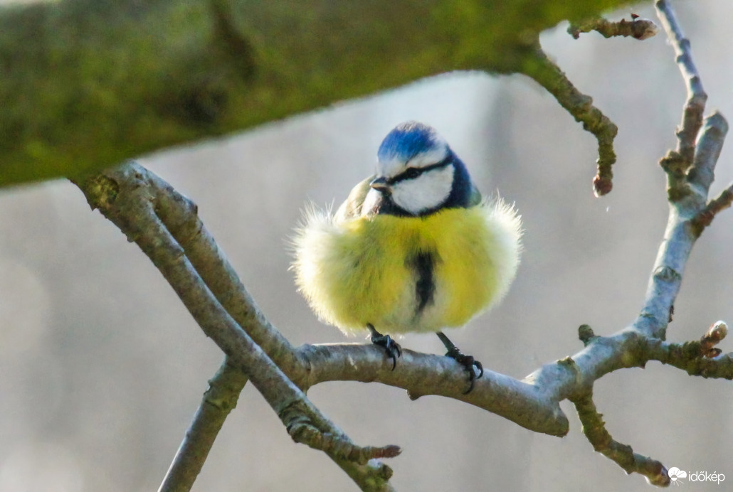 Reggel még elkel a bunda!