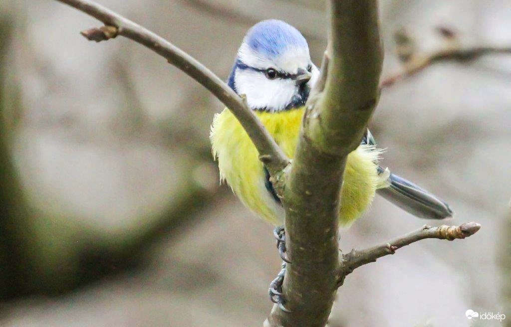 Kék cinege kukucskál 