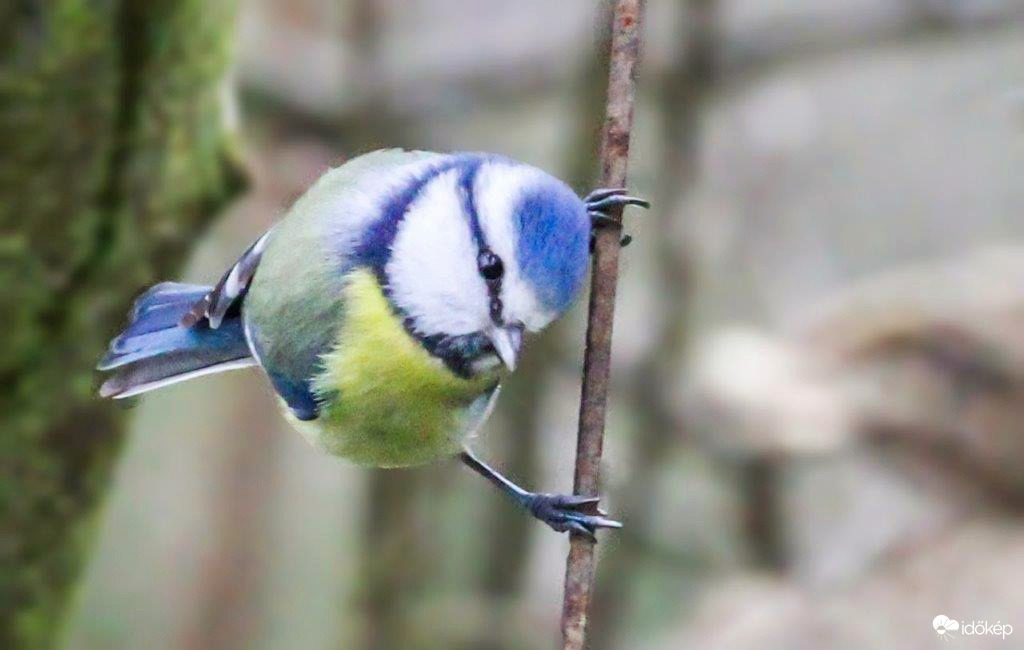 Ezt csináld utánam!