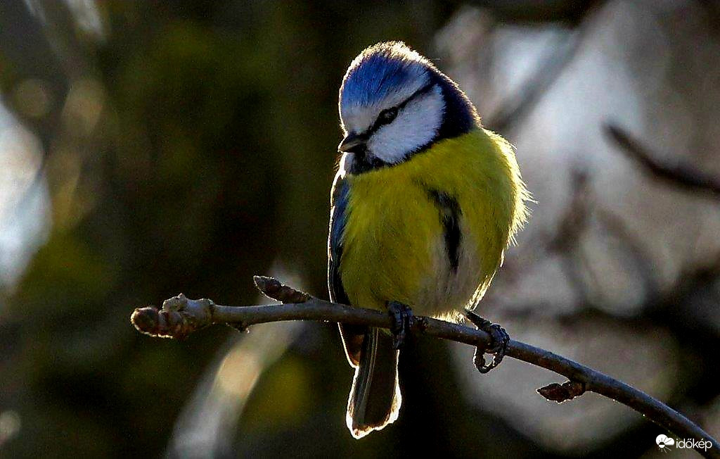 Csalóka ez a napfény 