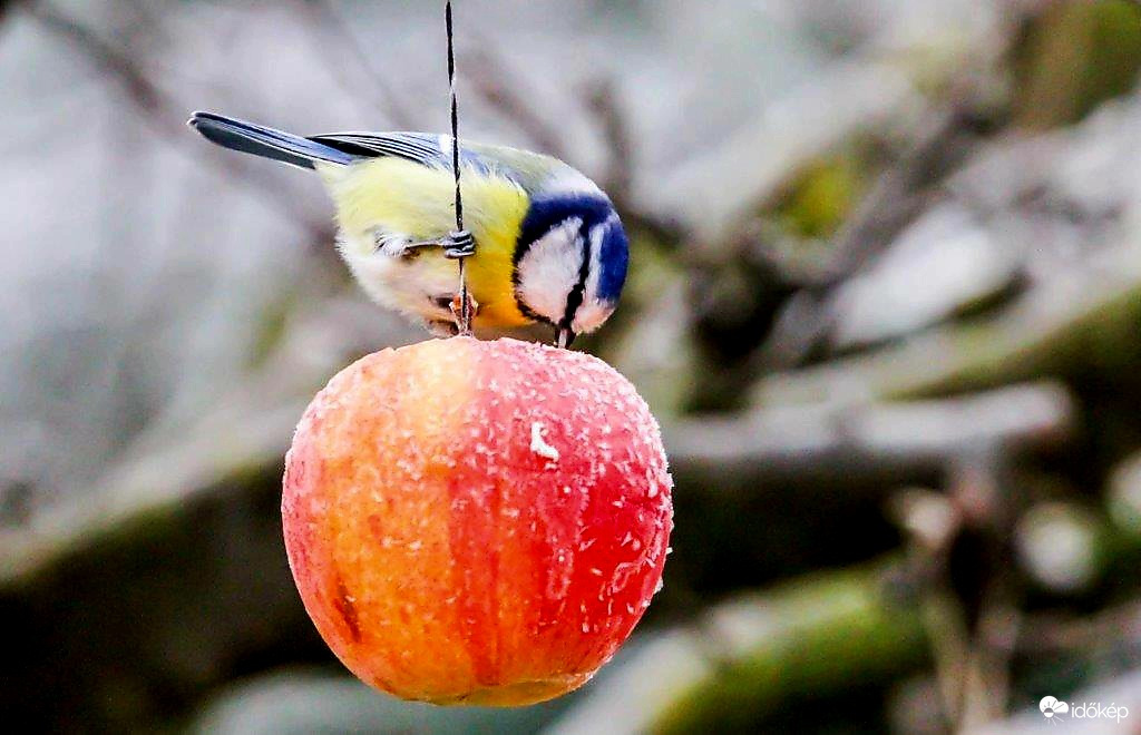 Egy kis szín a téli szürkeségben 