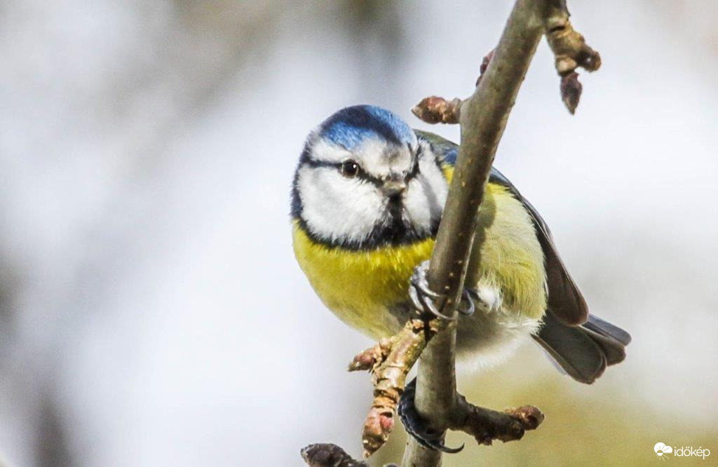 Kék cinege a szürkeségben 