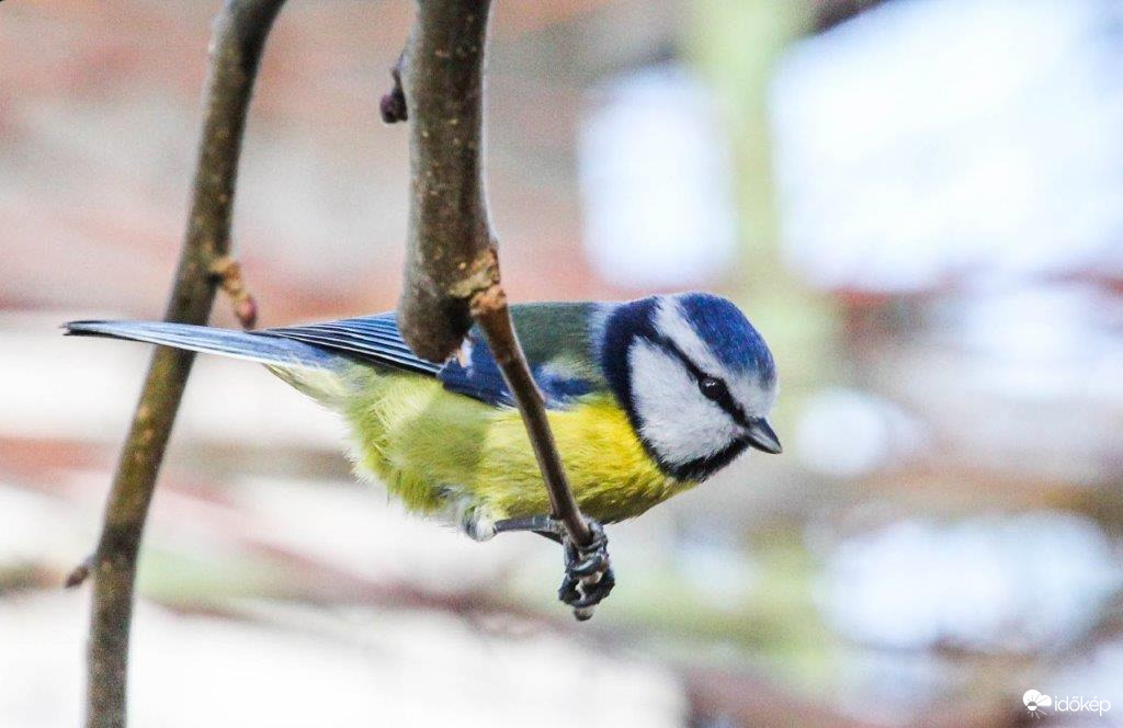 Az ág tart engem, vagy én az ágat?