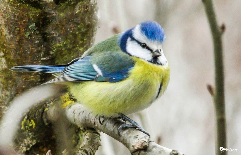 Én nem rúdtáncosnak készülök 