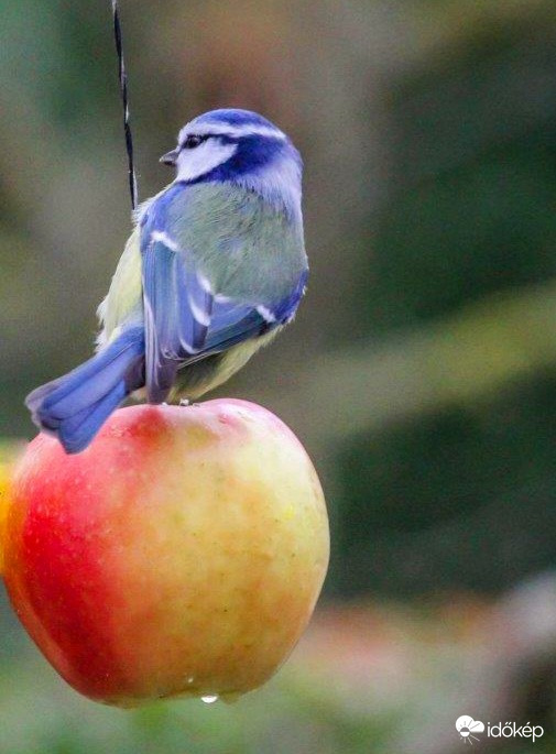 A Kék cinege a piros almát szereti 