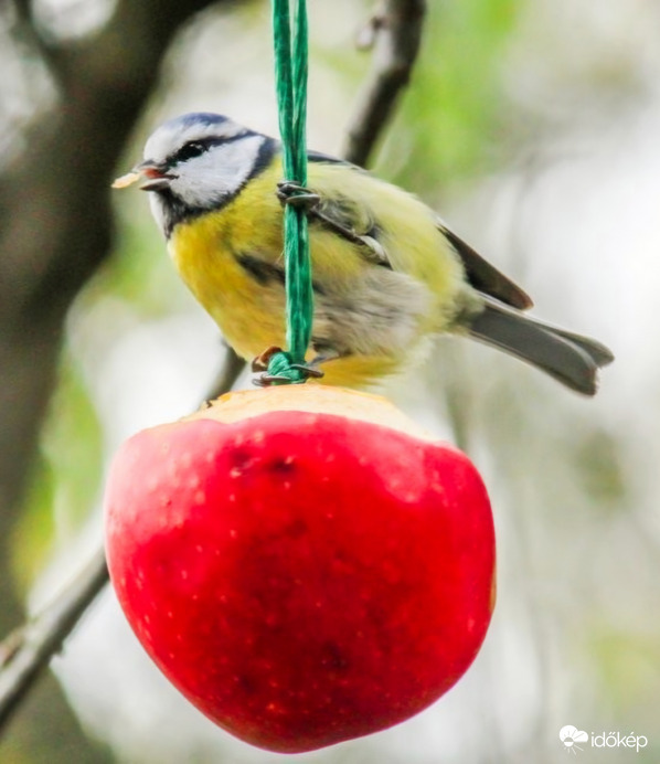 A Kékcini kedvence a piros alma. 