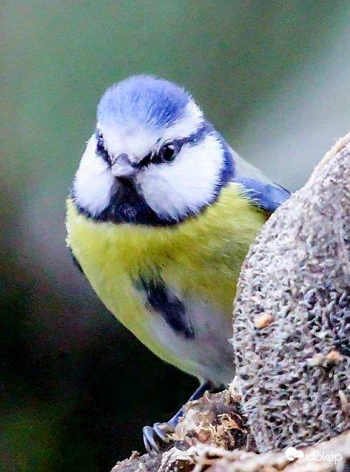 Szép napot kívánok mindenkinek.